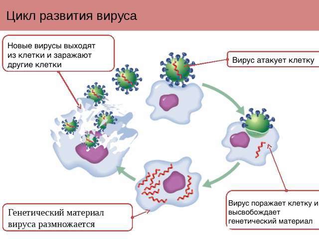 Цикл развития вируса
